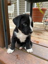 Chester