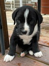 Chester