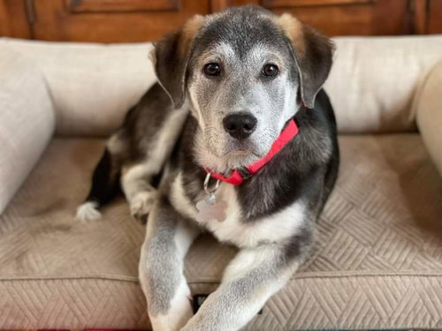 Greyson