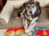 Greyson
