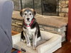 Greyson