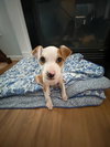 Roxy