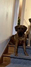 Koda - Courtesy