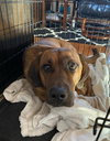 Koda - Courtesy