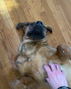 Koda - Courtesy