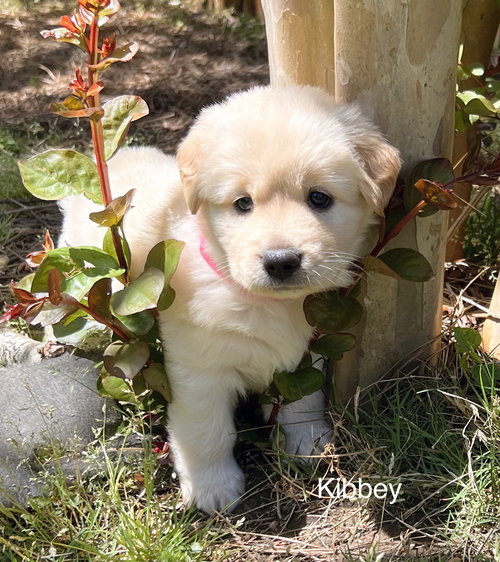 Kibbey