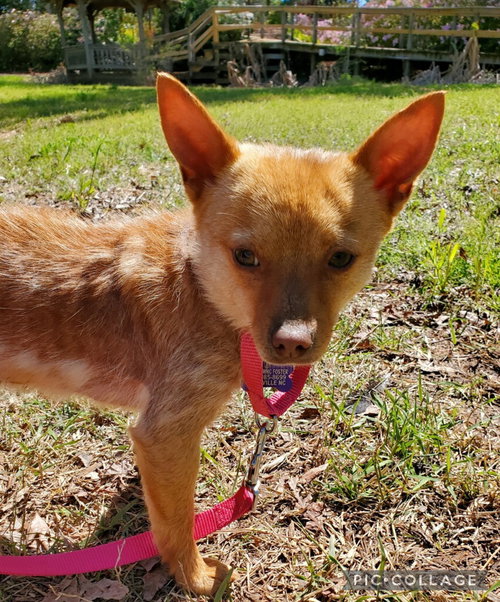 Foxie Lady