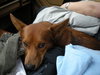 Widget