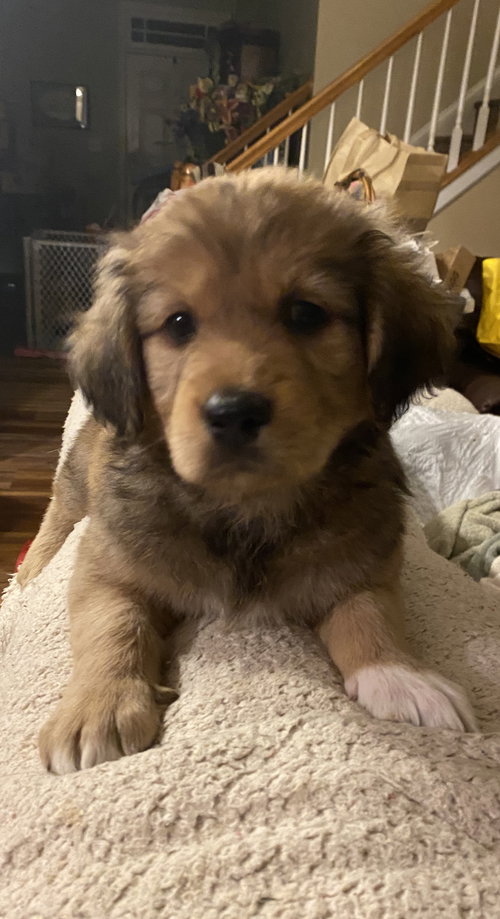 Scout