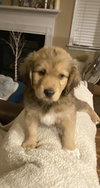 Scout