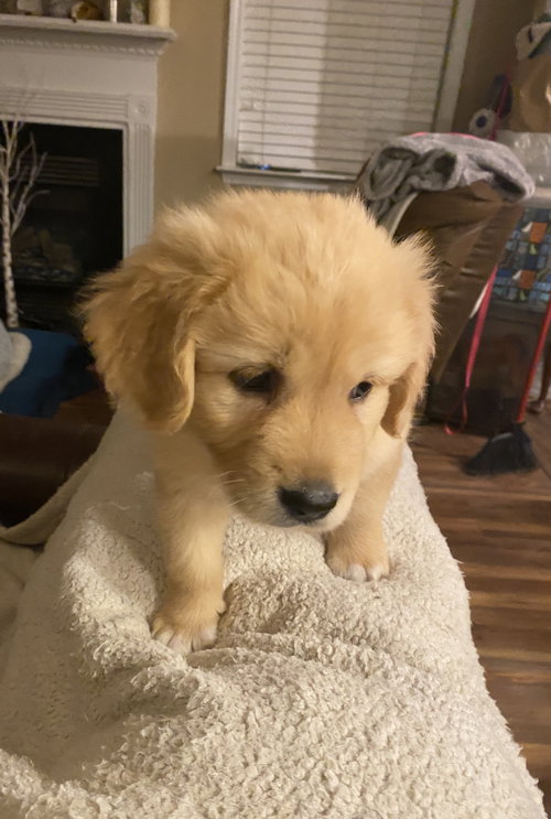 Piper