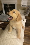 Piper
