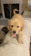Piper