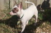 Doogie - Adoption Pending