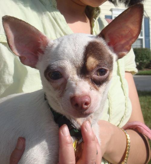 Doogie - Adoption Pending