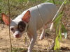Doogie - Adoption Pending