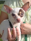 Doogie - Adoption Pending