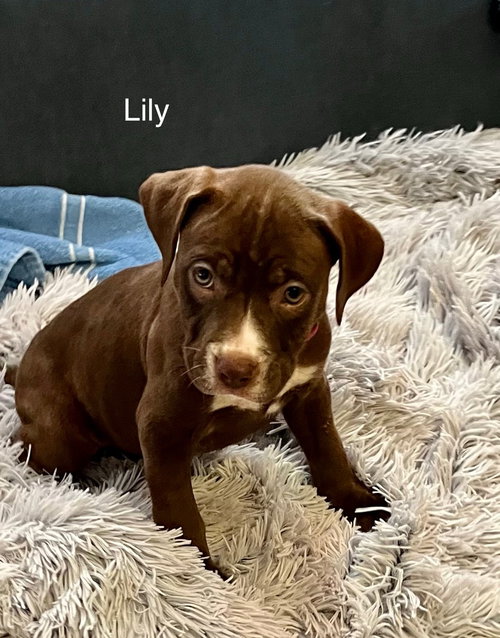 Lilly