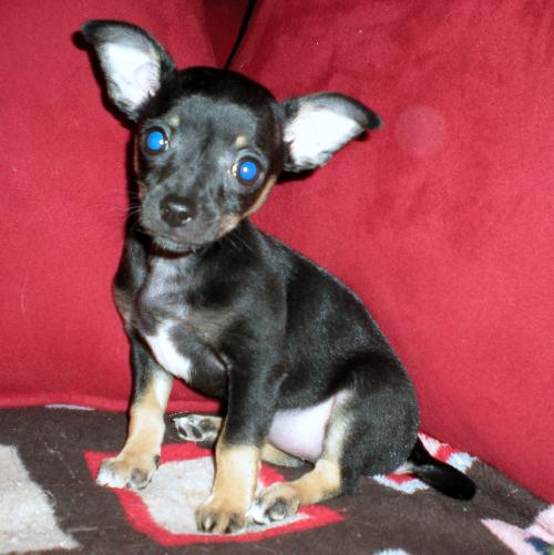 Munchkin - Application Pending