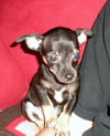 Munchkin - Application Pending