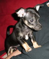 Munchkin - Application Pending