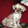 Yoda - Finley