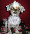 Yoda - Finley
