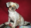 Yoda - Finley