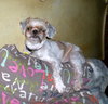 Yoda - Finley
