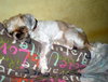 Yoda - Finley