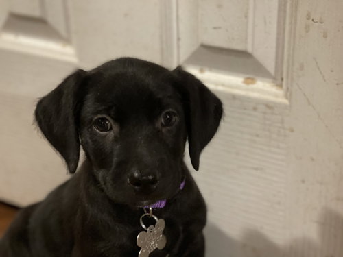 Scout