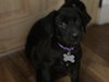 Scout