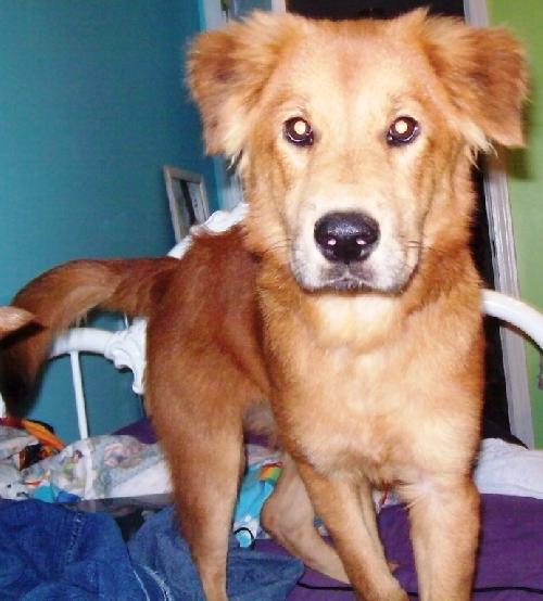 Cheyenne