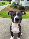 Milo