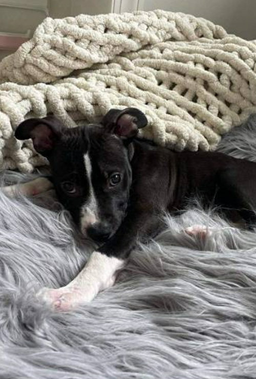Milo