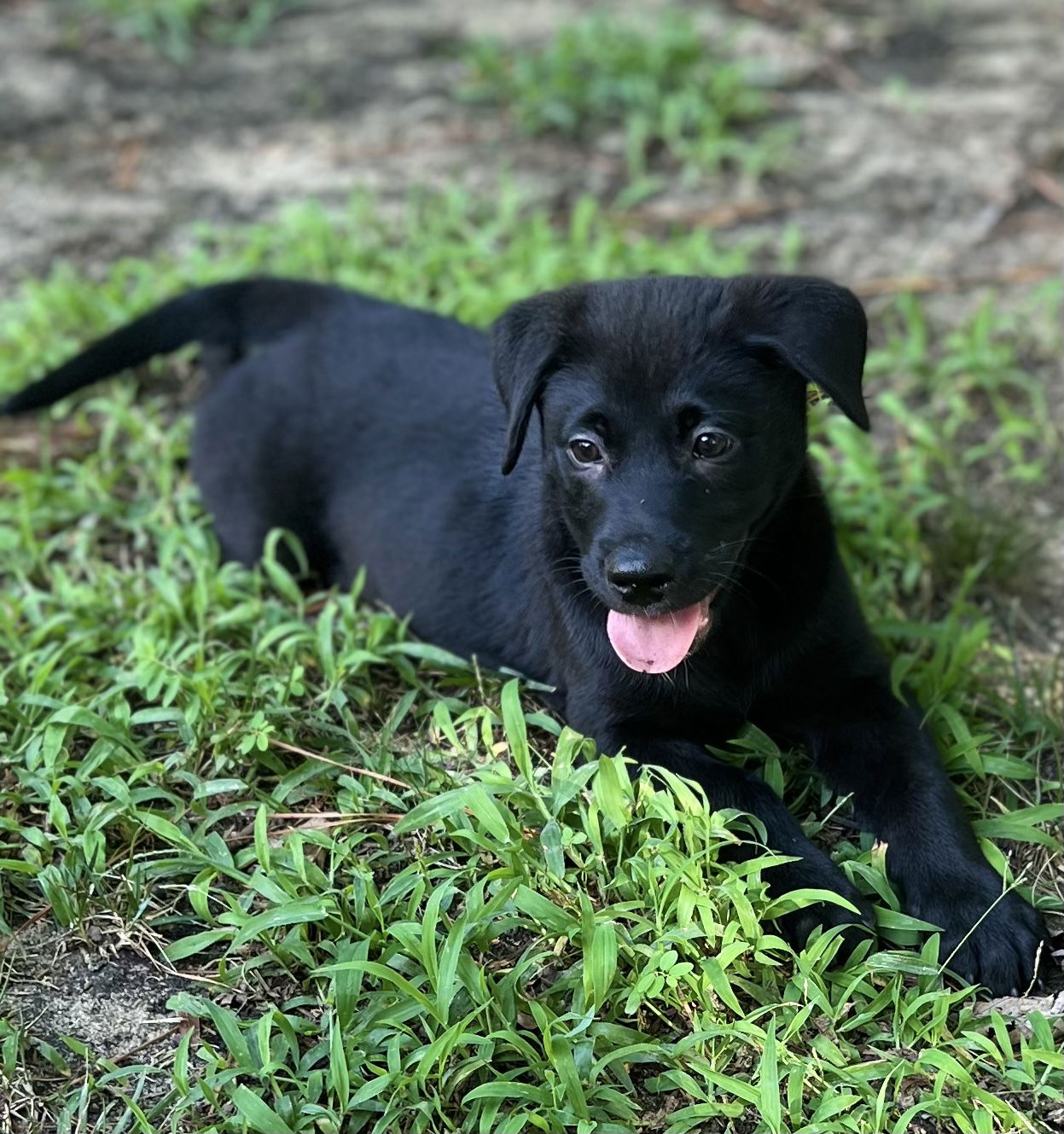 dog-for-adoption-storm-a-labrador-retriever-in-moore-county-nc