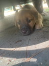 Sunnie