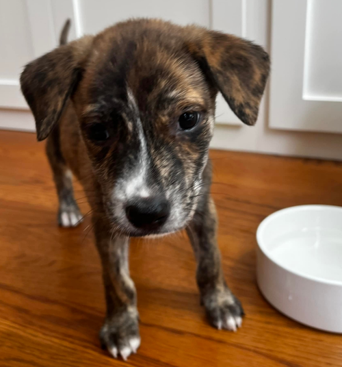 Nyla