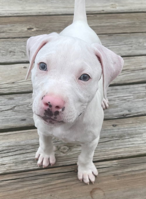 Cane