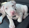 Cane