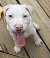 Cane