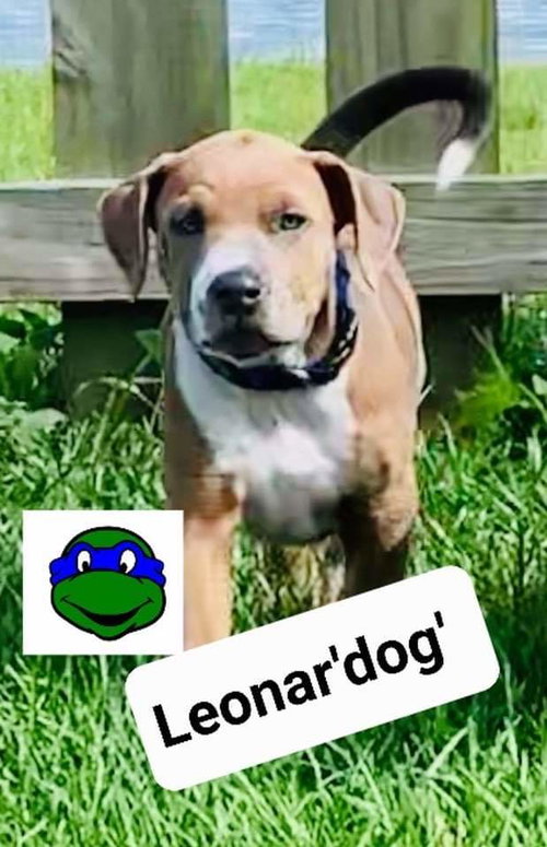 Leonar'dog'
