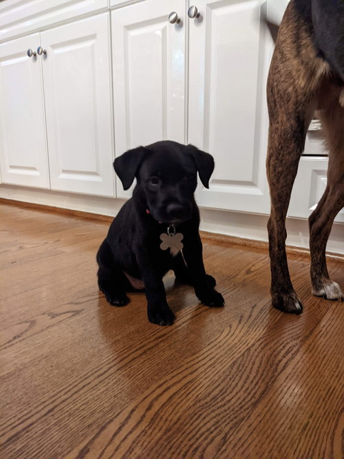 Marcie