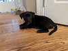 Marcie