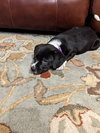 Lucy
