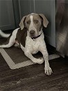 adoptable Dog in  named Chester