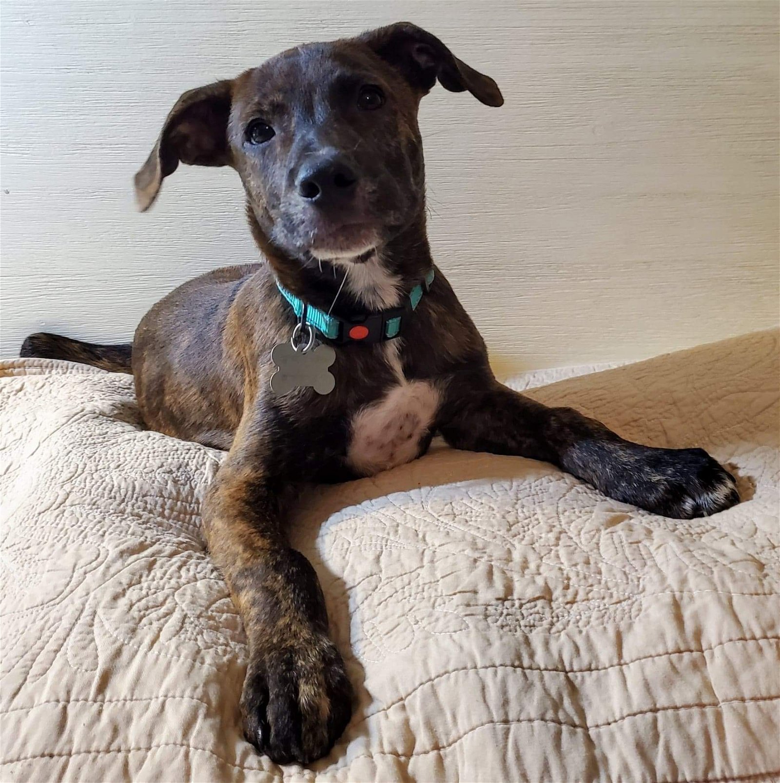 Dog for Adoption - Ranger, a Plott Hound in Winston Salem, NC | Alpha Paw