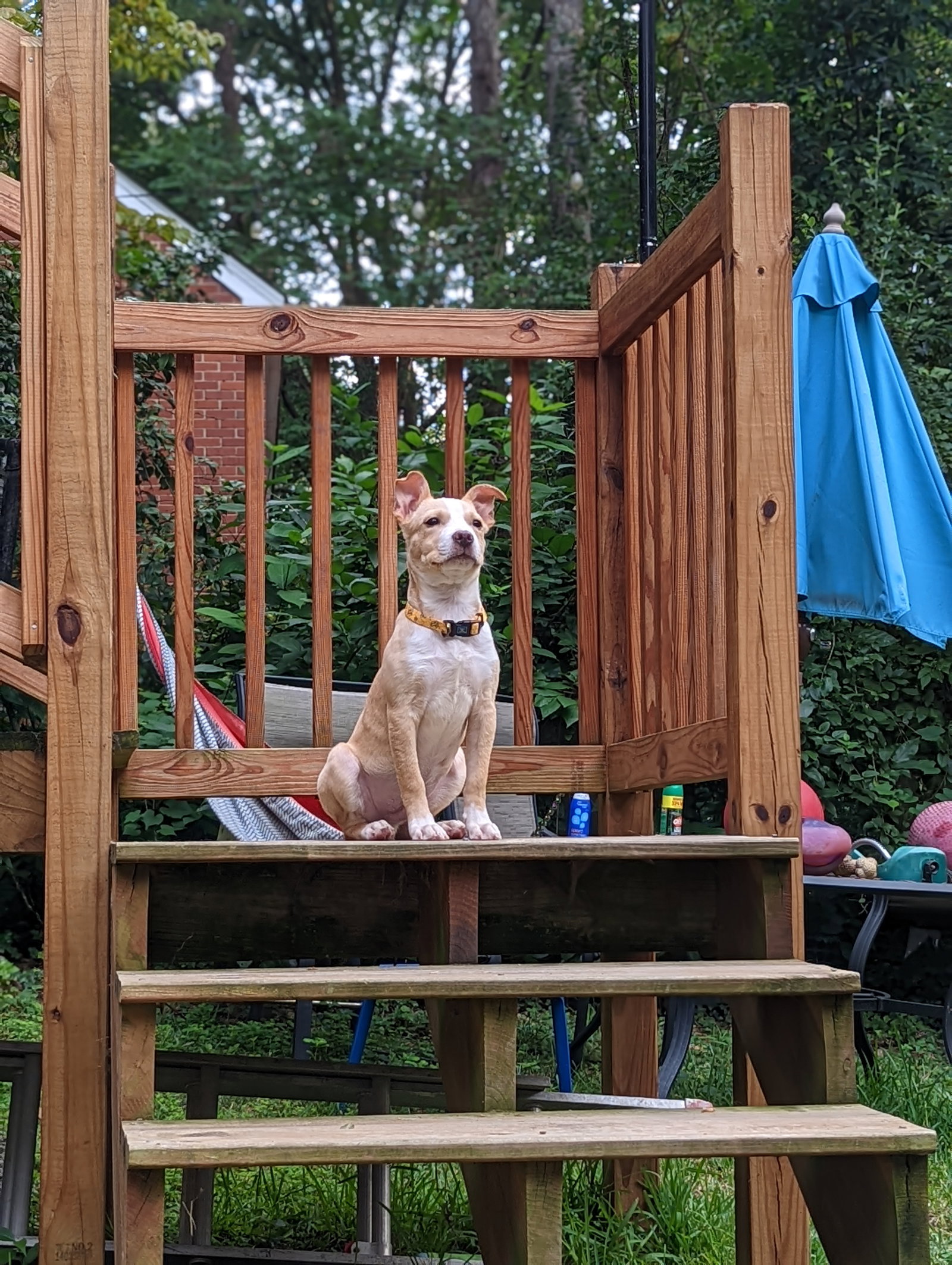 Dog for Adoption Trapper, a Terrier in Charles City County, VA