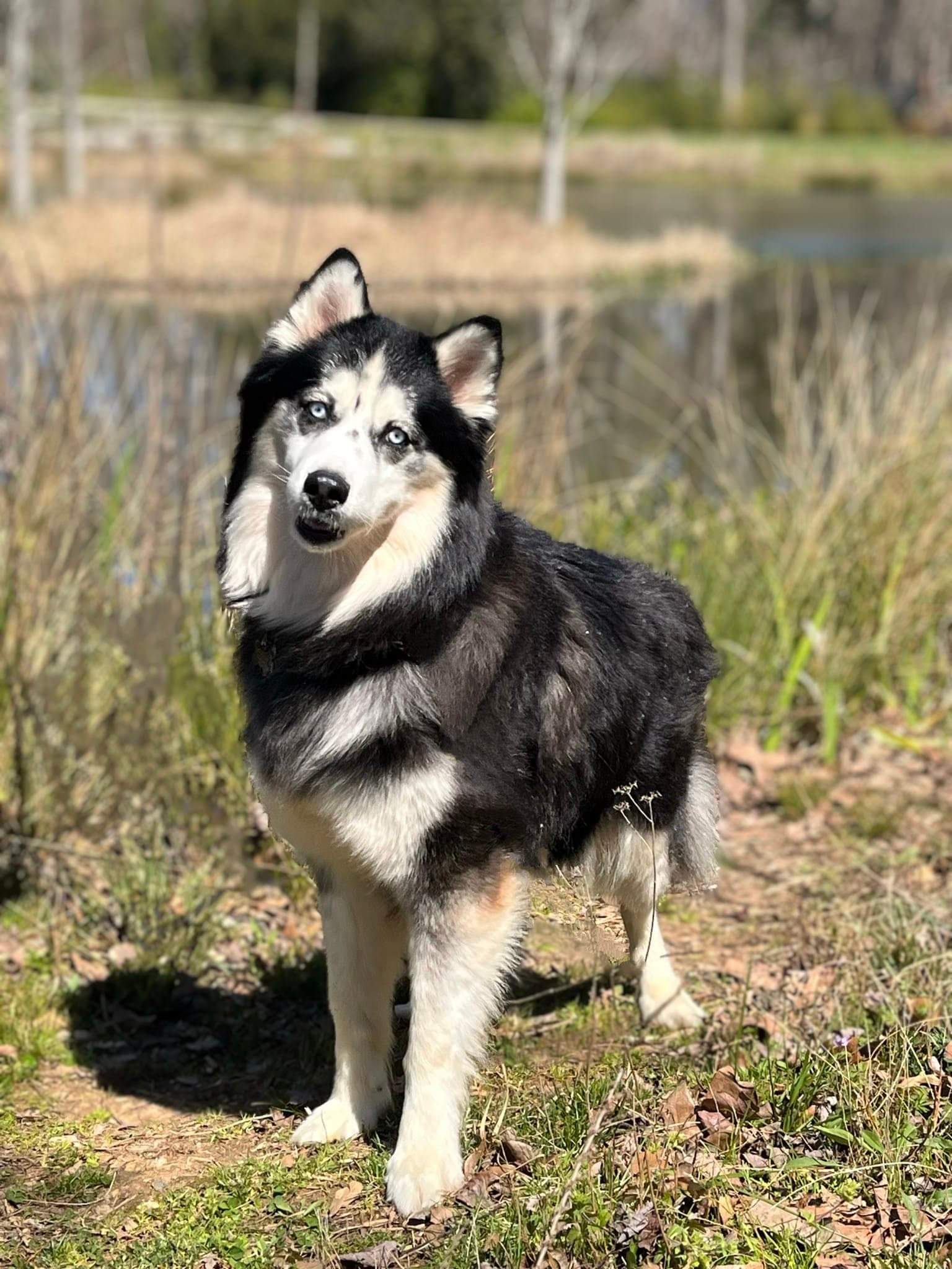 adoptable Dog in Holly Springs, NC named Kino