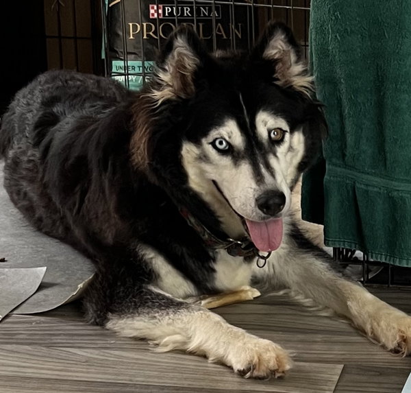 Sakari